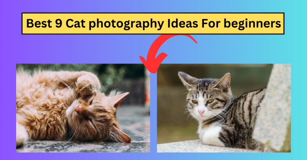 cat photography idea