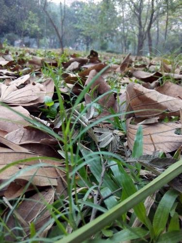 Background-Photo-of-Dry-Leaves