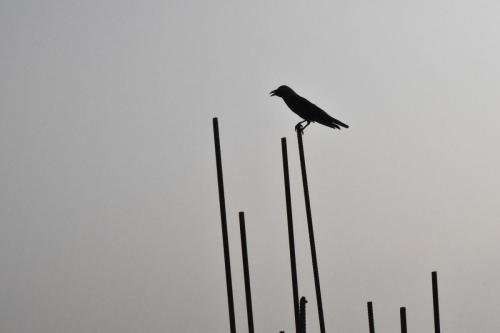 The-Loneny-Crow