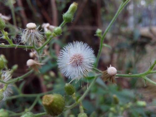 The-Shining-Gynura-Crepidioides