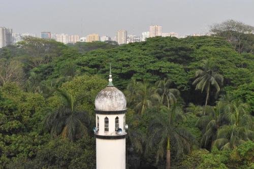 The-Tower-in-Trees