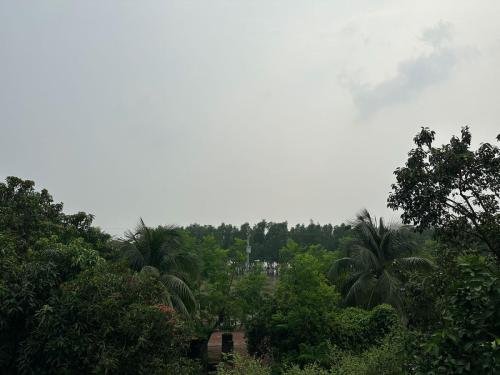 sky-touching-trees